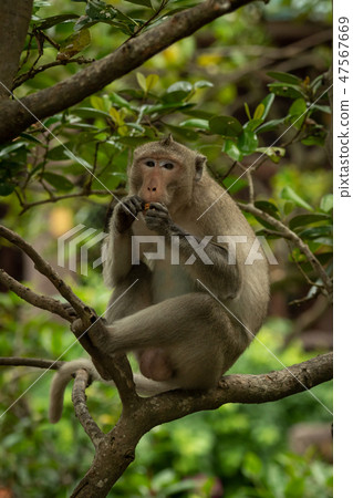 Long-tailed macaque sits on branch eating biscuit 47567669
