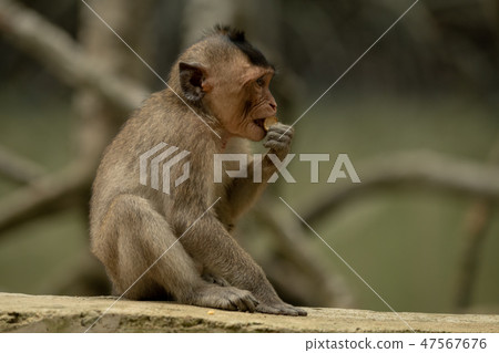 Long-tailed macaque sits nibbling food on wall 47567676
