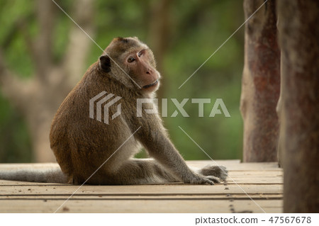 Long-tailed macaque sits looking back on bridge 47567678