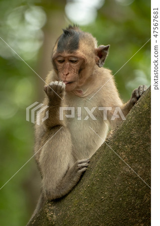 Long-tailed macaque sits licking object in hand 47567681