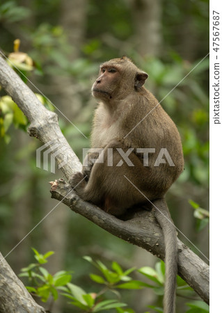 Long-tailed macaque sits in tree staring left 47567687