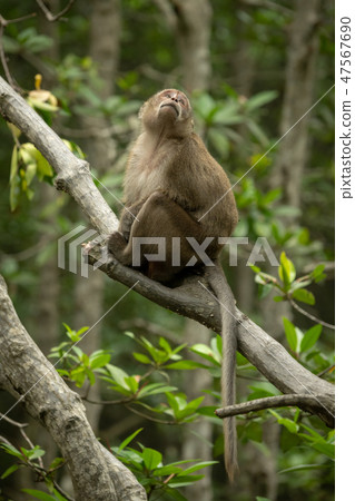Long-tailed macaque sits in tree looking up Long-tailed macaque sits in tree looking up 47567690