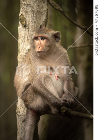 Long-tailed macaque sits in tree looking left 47567699