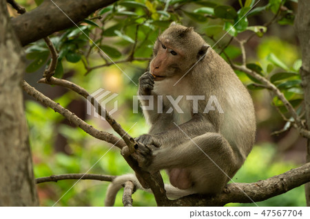Long-tailed macaque sits in tree eating biscuit Long-tailed macaque sits in tree eating biscuit 47567704