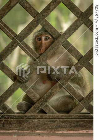 Long-tailed macaque sits holding wooden trellis wi 47567708