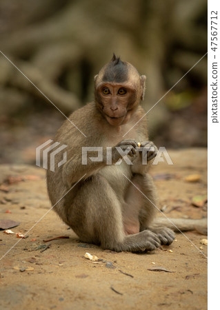 Long-tailed macaque sits eating with both paws Long-tailed macaque sits eating with both paws 47567712