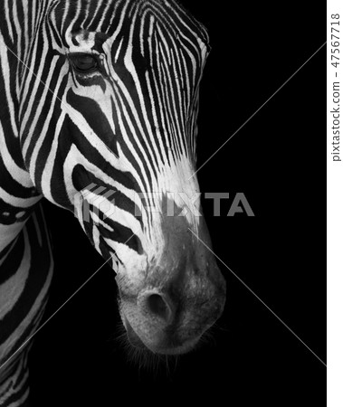 Close-up of Grevy zebra face in mono 47567718