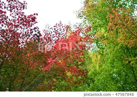 Autumn leaves Autumn leaves 47567848