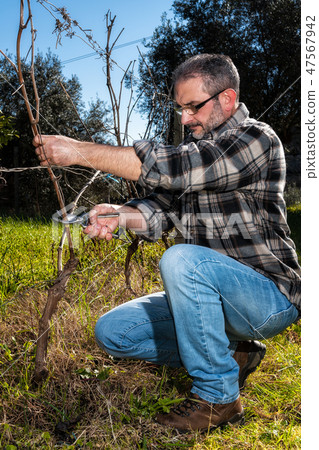 Farmer works at pruning in a vineyard 47567942