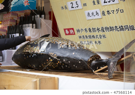 金槍魚金槍魚/十日惠比壽/西宮神社/兵庫縣 金槍魚金槍魚/十日惠比壽/西宮神社/兵庫縣 47568114
