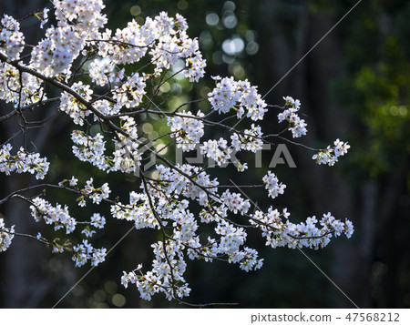 櫻花在陽光下 47568212