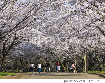 櫻花隧道 櫻花隧道 47568213