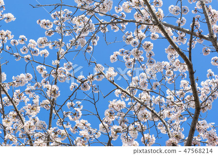 天氣晴朗時櫻花盛開 47568214
