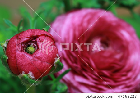 Ranunculus Ranunculus 47568228