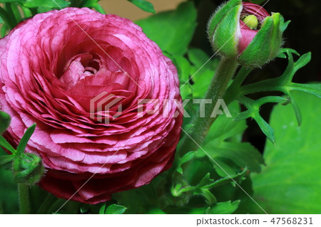 Ranunculus 47568231