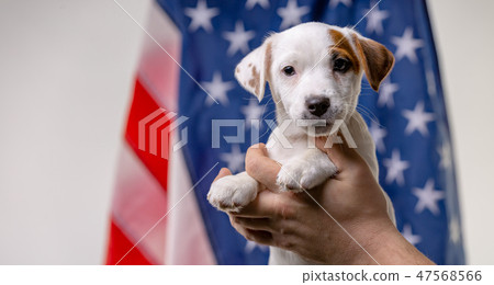American independence day concept, cute puppy jack russell terrirer in male hands pose in front of American independence day concept, cute puppy jack russell terrirer in male hands pose in front of 47568566
