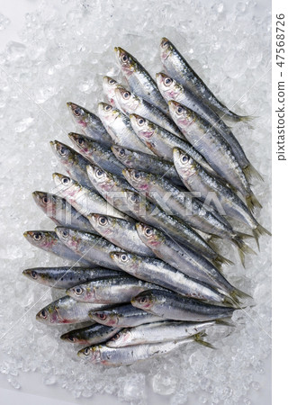 Raw sardine on ice offered as top view on a black Raw sardine on ice offered as top view on a black 47568726