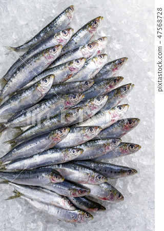 Raw sardine on ice offered as top view with copy s Raw sardine on ice offered as top view with copy s 47568728