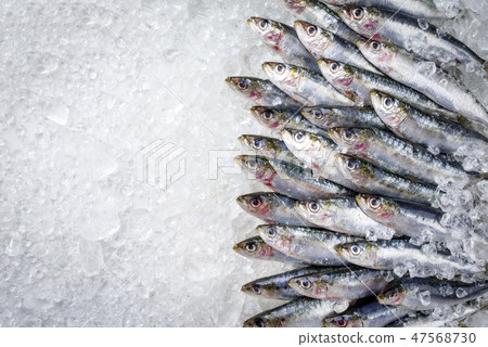 Raw sardine on ice offered as top view with copy s Raw sardine on ice offered as top view with copy s 47568730