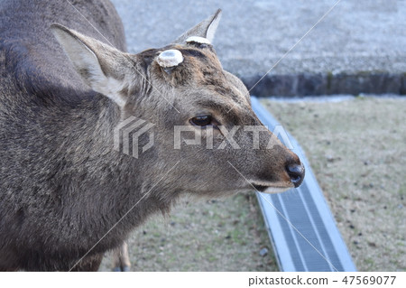 Profile of deer (right) Profile of deer (right) 47569077