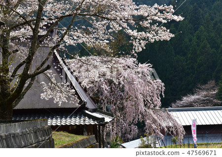 Saikoji雪櫻桃樹 Saikoji雪櫻桃樹 47569671