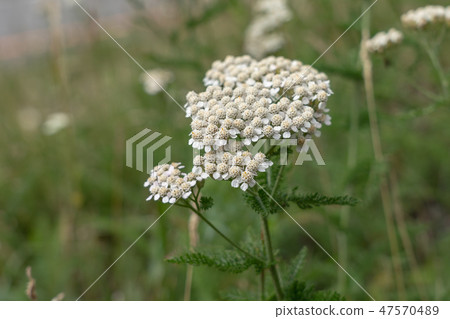 Nikko city, Tochigi prefecture Saw grasshopper flowers (August) 47570489