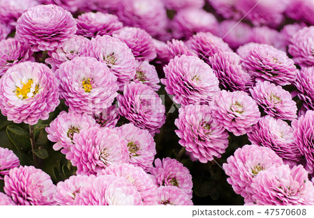 Chrysanthemum macro flowers 47570608