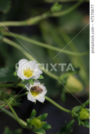 Strawberry Sky Berry and Tochigome honey bee Strawberry Sky Berry and Tochigome honey bee 47570677