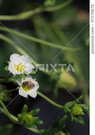 Strawberry Sky Berry and Tochigome honey bee Strawberry Sky Berry and Tochigome honey bee 47570678