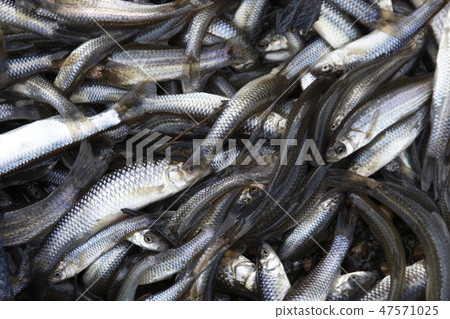 “河魚”從乾水中救出 47571025