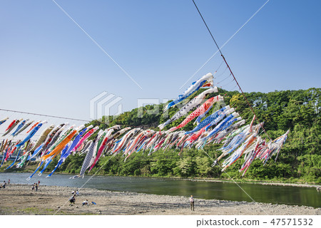 [Swimming carp streamer Sagami River] 47571532