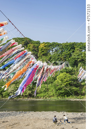 [Swimming carp streamer Sagami River] 47571533