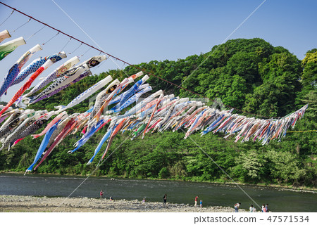 [Swimming carp streamer Sagami River] 47571534