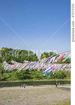 [Swimming carp streamer Sagami River] 47571535