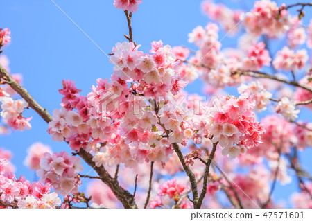 櫻花,開花,花朵 櫻花,開花,花朵 47571601