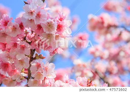 櫻花,開花,花朵 櫻花,開花,花朵 47571602