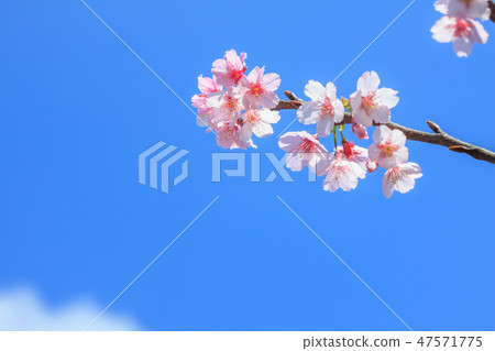 櫻花,開花,花朵 47571775