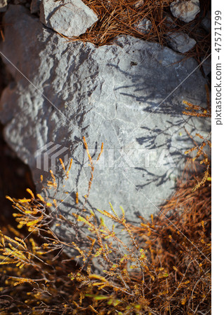 stone, bushes, branches. shallow depth of field 47571799