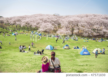 [根岸森林公園染井吉野] 47571830