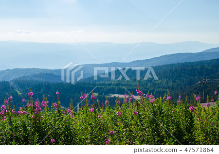 Wild mountain flowers Wild mountain flowers 47571864
