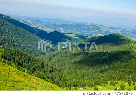Coniferous forest on mountain Kopaonik Coniferous forest on mountain Kopaonik 47571876