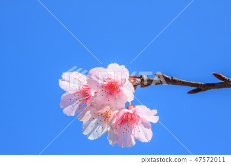 Cherry blossom, blossom, flower Cherry blossom, blossom, flower 47572011