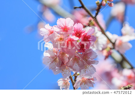 Cherry blossom, blossom, flower 47572012