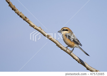 Mos that put a survey sign on the leg 47572085