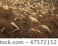 Background of Suzuki 47572152