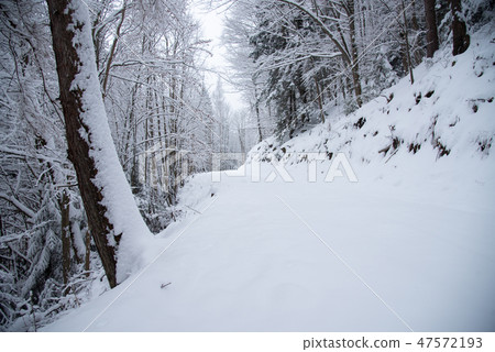 Snow covered trees in the winter forest Snow covered trees in the winter forest 47572193