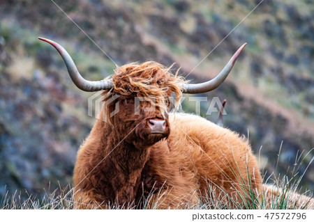 Hairy Scottish Highlander - Highland cattle - next to the road, Isle of Skye Hairy Scottish Highlander - Highland cattle - next to the road, Isle of Skye 47572796