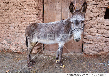 One donkey stands near the door of a clay building 47573013