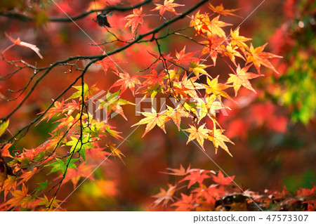 Colorful japanese maple leaves during momiji season at Kinkakuji garden, Kyoto, Japan 47573307