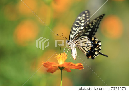 Namiagheha and Kivanascosmos 11 Namiagheha and Kivanascosmos 11 47573673